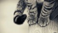 /album/fenykepgaleria/black-and-white-cat-paws-hd-1080p-wallpapers-download-jpg/