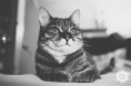 /album/fenykepgaleria/atom-cat-jpg/
