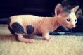 /album/fenykepgaleria/cute-bald-cat-via-tumblr-jpg/