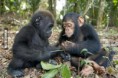 /album/fenykepgaleria/a460-98634-csak-egy-bebi-gorilla-es-egy-bebi-csimpanz-jpg/